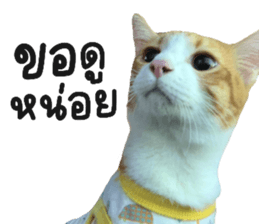 ลายที่ 71