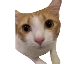 ลายที่ 73