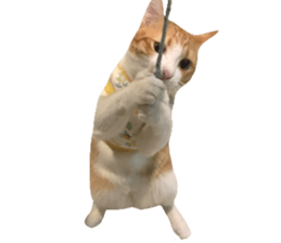 ลายที่ 75