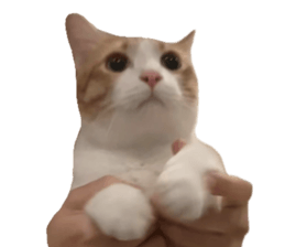 ลายที่ 77