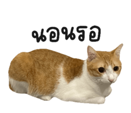 ลายที่ 79