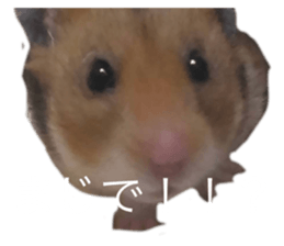 678573344