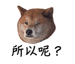 678600977
