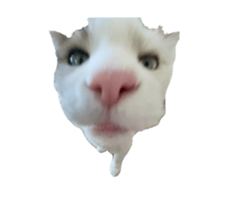 679444404