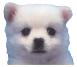 690055985