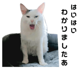 690175036