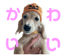 690636645