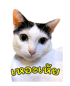 แชปครองโลก ver. มีเสียงนะนิ่ รูปที่ 1