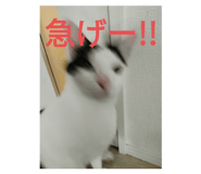 691632216