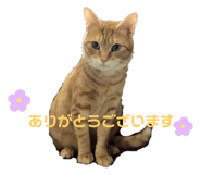 693531739