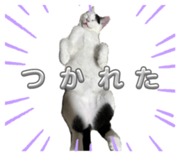 693814388