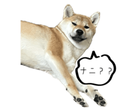 694011620