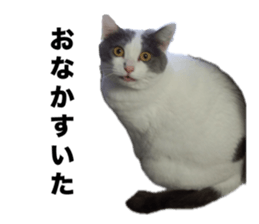 694113667