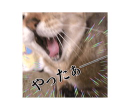 694300367