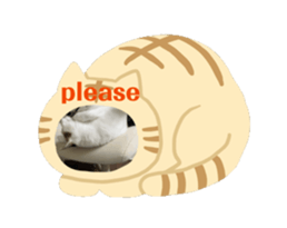 694504272