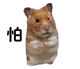 694505020