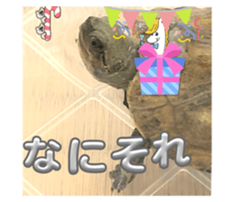 694754339