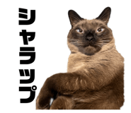694938554