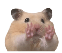 695515016