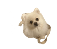 695817290