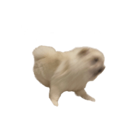 695817294