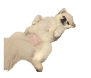 695817295