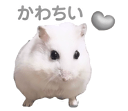 696320163