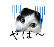 696591294