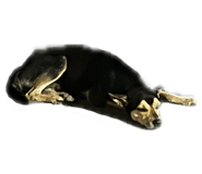 696768334