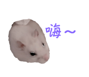 697052081