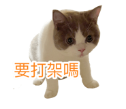 697375238