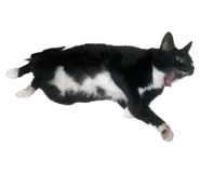 697466665