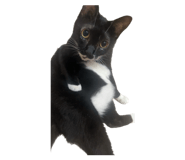 697466669