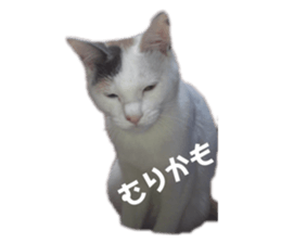 697603085