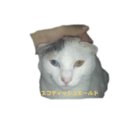 697603086