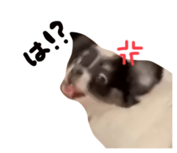 697795236