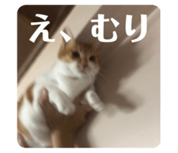 698535004