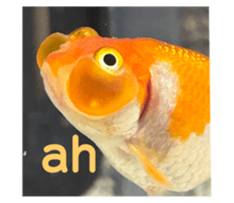 698557717
