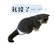 699205776