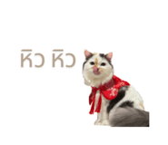 699424467