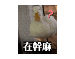 699442923