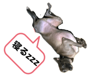 700218339