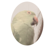 700803975