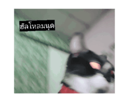 701204646
