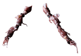 701526205