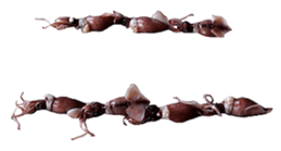 701526211