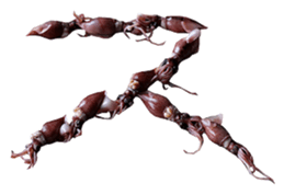 701526216