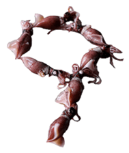 701526231
