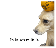 702554377