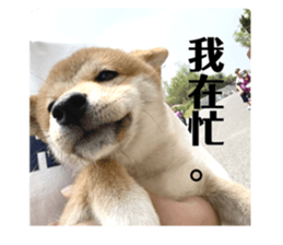 703527812